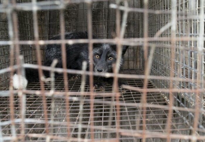 ferma futrzarska, Stowarzyszenie Otwarte Klatki, Ekostraż, Andrzej Sikorski, goliszów