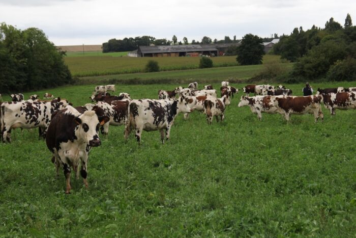 End The Slaughter Age, Świat bez rzeźni, #HodowcyRazem, hodowla zwierząt, dobrostan zwierząt, żywność, mięso, zamienniki