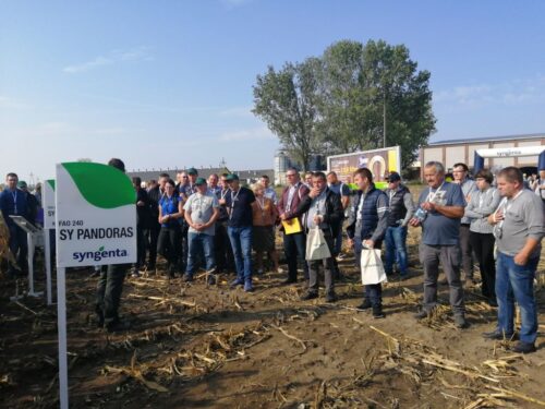 odmiany kukurydzy, odmiany kukurydzy Syngenta Polska, Jerzy Grzesiek, nowe odmiany kukurydzy, HZiNR Polanowice