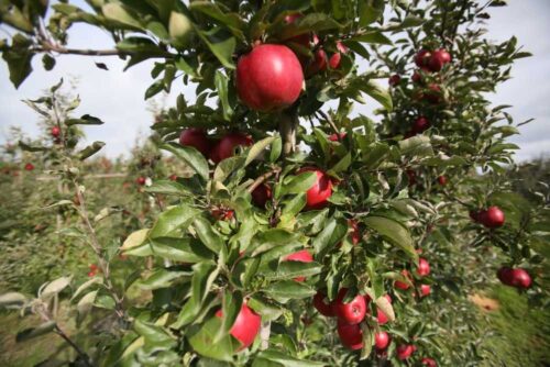 owoce, zbiory owoców, jabłka, Eberhard Makosz, Towarzystwo Rozwoju Sadów Karłowatych