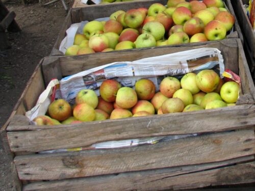 Lubelska Izba Rolnicza, zmowa na rynku jabłek, sadownictwo, cena jabłek, mirosław Maliszewski