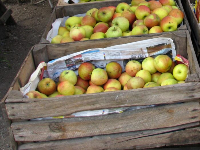 Lubelska Izba Rolnicza, zmowa na rynku jabłek, sadownictwo, cena jabłek, mirosław Maliszewski