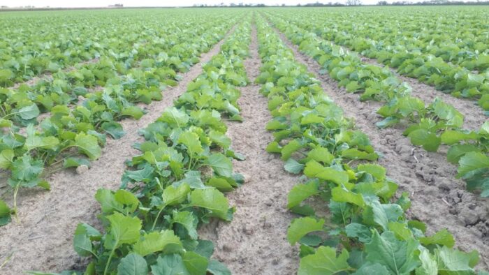 rzepak ozimy, kondycja rzepaku ozimego, Limagrain Polska, faza rozwojowa rzepaku ozimego, szkodniki w łanie rzepaku