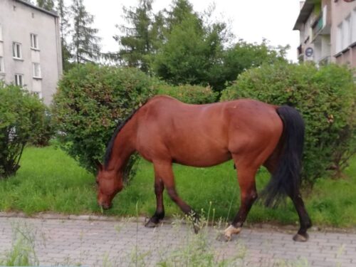 konie, ANR, Janów Podlaski, aukcja, Waldemar Humięcki, Pride of Poland