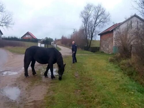 Strachosław, powiat chełmski, wypadki z udziałem zwierząt, konie