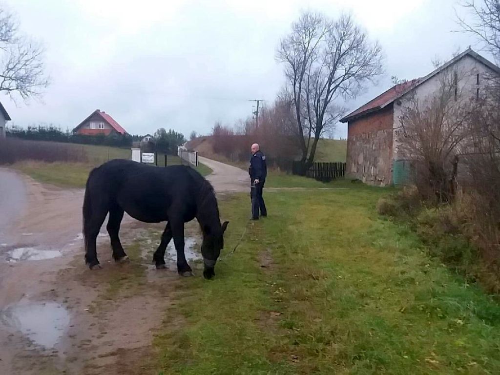 Strachosław, powiat chełmski, wypadki z udziałem zwierząt, konie