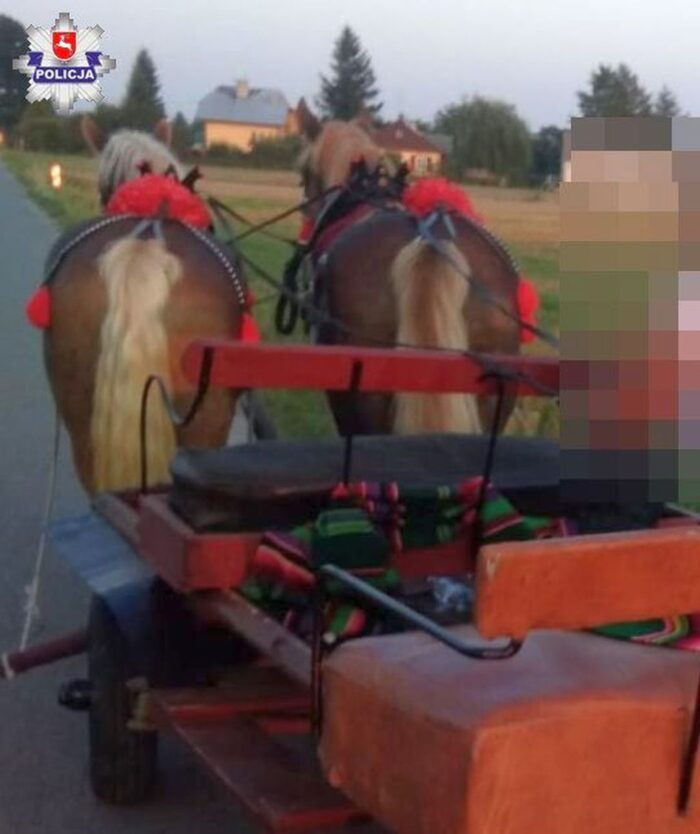 konie, ubezpieczenie konia, koń, ubezpiecz konia, Concordia Ubezpieczenia