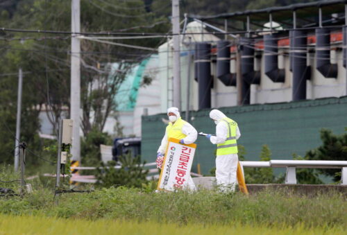korea południowa, asf, walka z asf, hodowla trzody chlewnej, transport świń