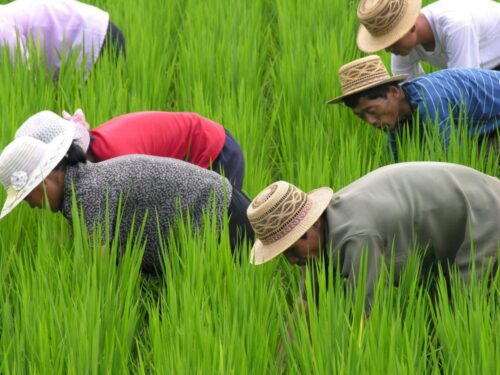 korea północna, susza rolnicza, zbiory ryżu, zboża, kukurydza, niedobory żywności