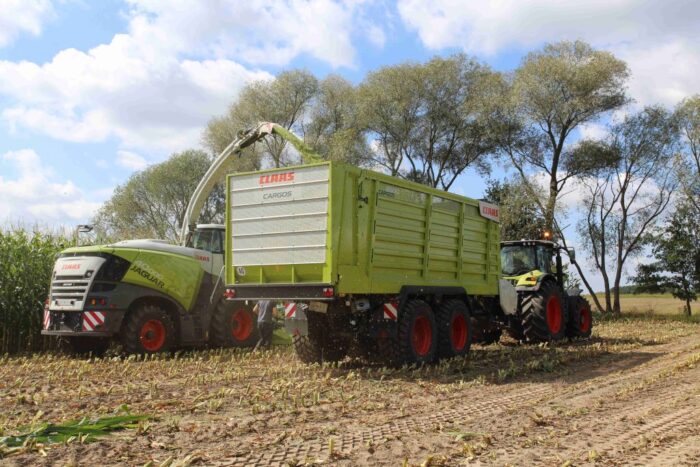zbiór kukurydzy, rekordowy plon, kiszonka, bydła