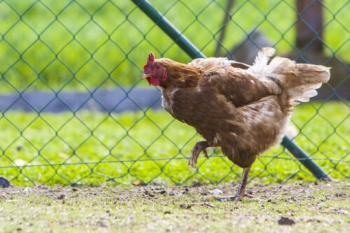 ferma drobiu, ferma trzody chlewnej, decyzja środowiskowa, Łukasz Kosiedowski