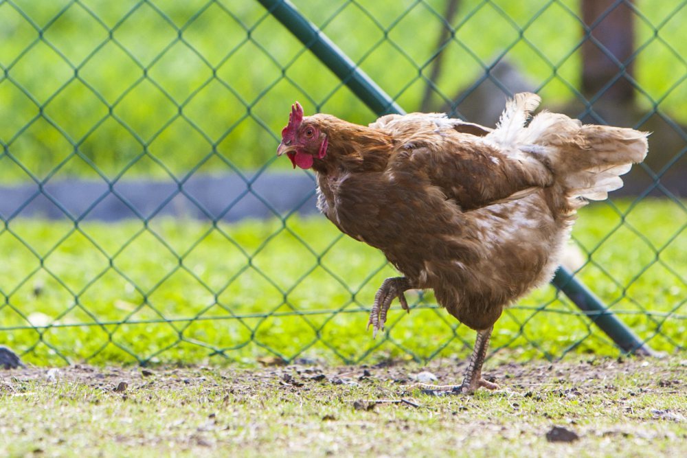 ferma drobiu, ferma trzody chlewnej, decyzja środowiskowa, Łukasz Kosiedowski
