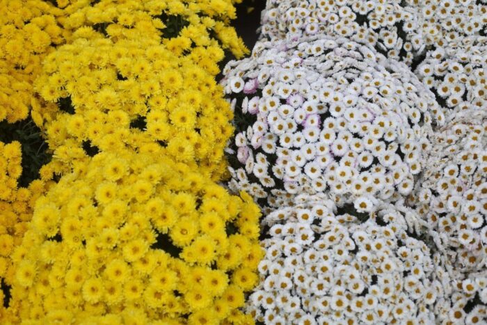 radomska giełda rolna, Waldemar Trelka, Sebastian Pszkiel, łukasz podlewski