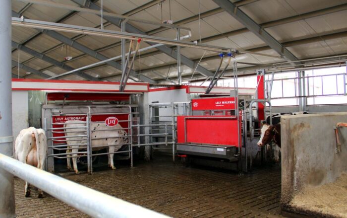 Lely, roboty udojowe, bydło mleczne, krowy