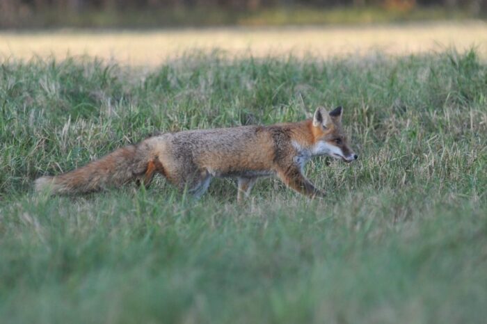 szczepienie lisów przeciw wściekliźnie