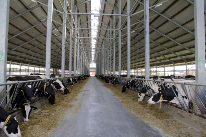 Langowo, Kietrz, bydło mleczne, Ferma