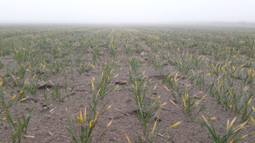 niedobór magnezu, nawożenie magnezem, dostępność magnezu, odczyn gleby, składnik chlorofilu, objawy niedoboru magnezu