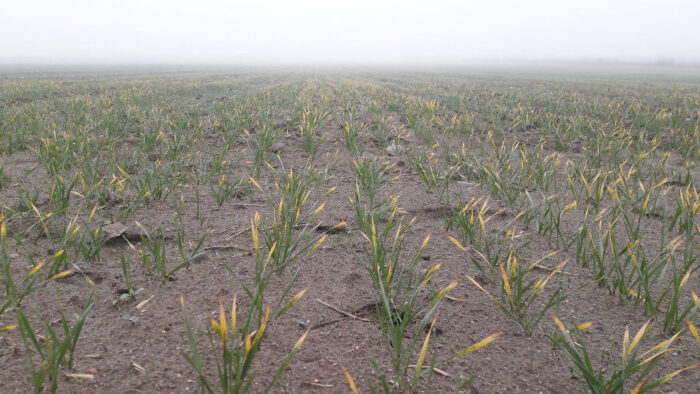 niedobór magnezu, nawożenie magnezem, dostępność magnezu, odczyn gleby, składnik chlorofilu, objawy niedoboru magnezu