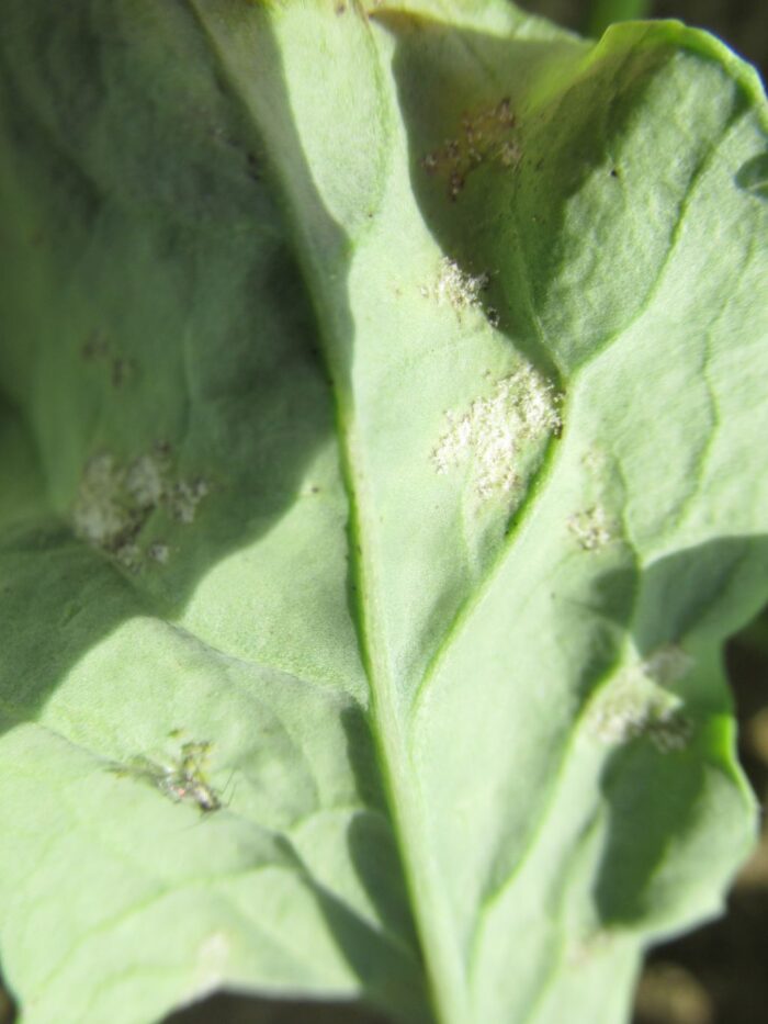 mączniak rzekomy, sucha zgnilizna kapustnych, choroby rzepaku ozimego, zwalczanie chorób w rzepaku ozimym