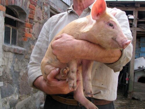 pogłowie świń w polsce, import prosiąt, chów trzody chlewnej, system nakładczy, arimr