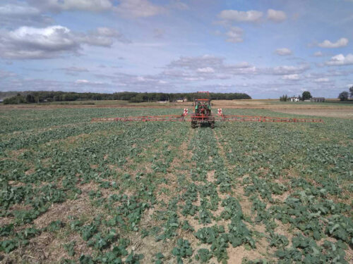 rzepak, pole, ciągnik, oprsykiwacz, niebo