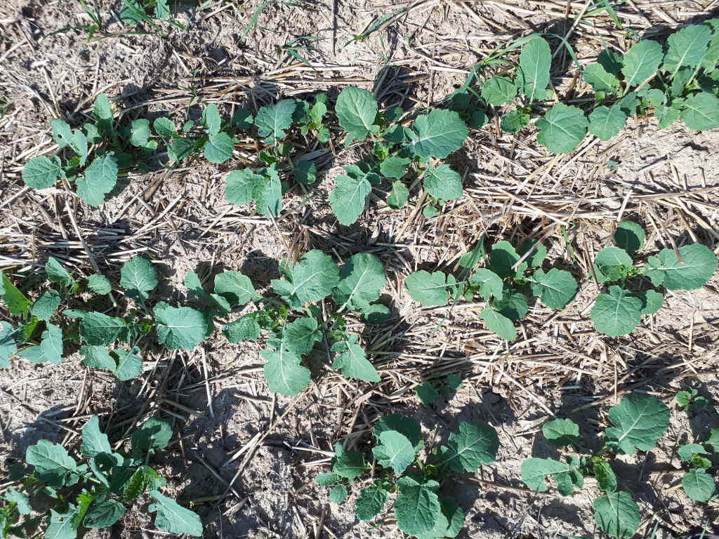 rośliny rzepaku, słoma, pole, gleba