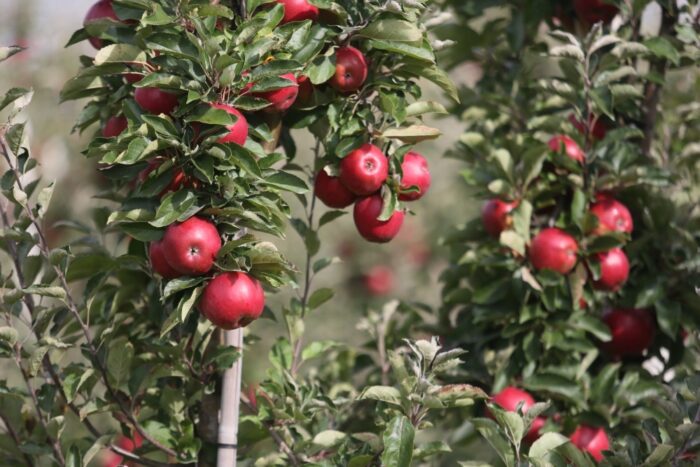 zbiory owoców z drzew, owoce z krzaków, warzywa, ziemniaki, gus