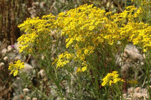 Starzec jakubek, Jacobaea vulgaris, lasy państwowe, alkaloidy pirolizydynowe
