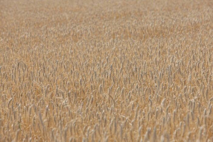 susza rolnicza, straty w uprawach z powodu suszy, szacowanie strat, niedobory wody, pomoc dla rolników, pomorze