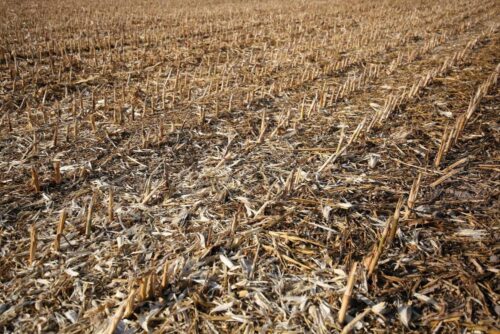 susza rolnicza, grad, deszcz nawalny, wiosnne przymrozki, straty w uprawach, pomorze