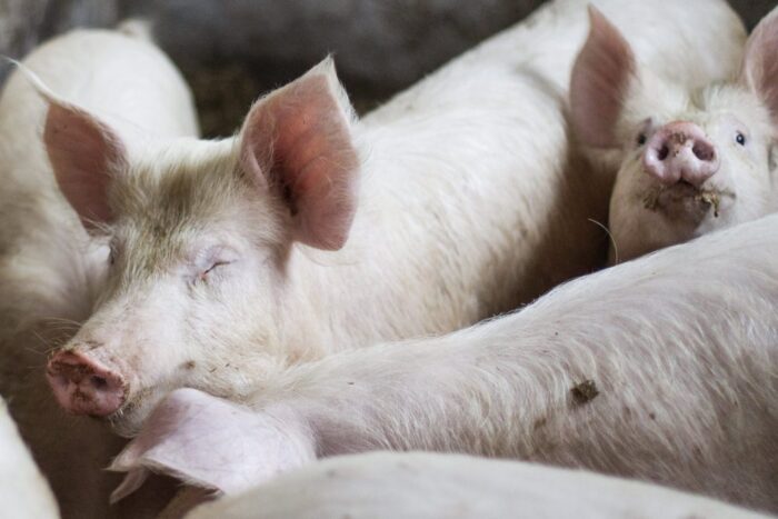 Instytut Ekonomiki Rolnictwa i Gospodarki Żywnościowej, poglowie świń w polsce, trzoda chlewna