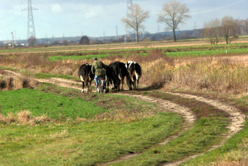 turystyka wiejska, polska organizacja turystyczna, polska wieś, aktywizacja wsi