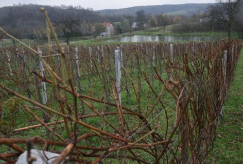 wino lodowe, winnica UJ, Nad Dworskim Potokiem - winnica UJ, Adam Kiszka, zbiory winogron, wino z zamarzniętych winogron