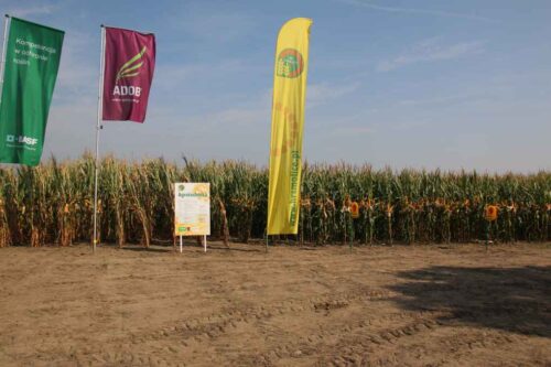 HR Smolice, kukurydza, Dni Pola, prezentacja odmian kukurydzy