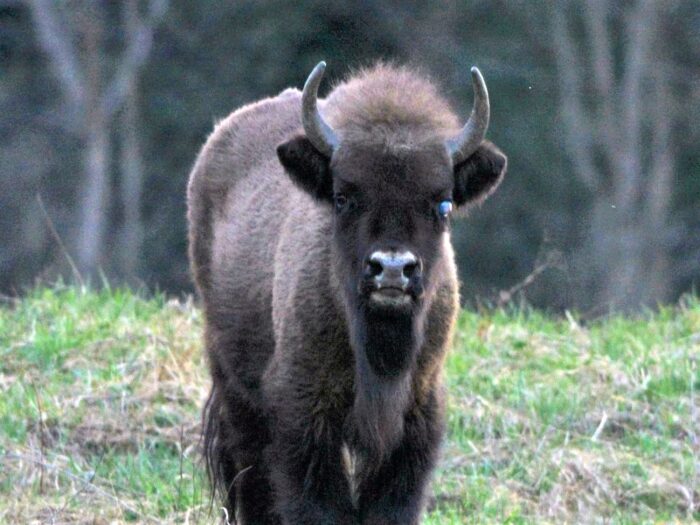 telazjoza, choroby żubrów, żubry, bieszczady, Edward Marszałek, RDLP w Krośnie