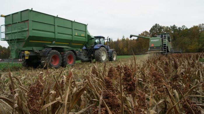 sorgo, zbiory sorga, ziarno sorga na paszę, zakiszanie sorga, płynne żywienie świń, uprawa sorga, tolerancja na suszę