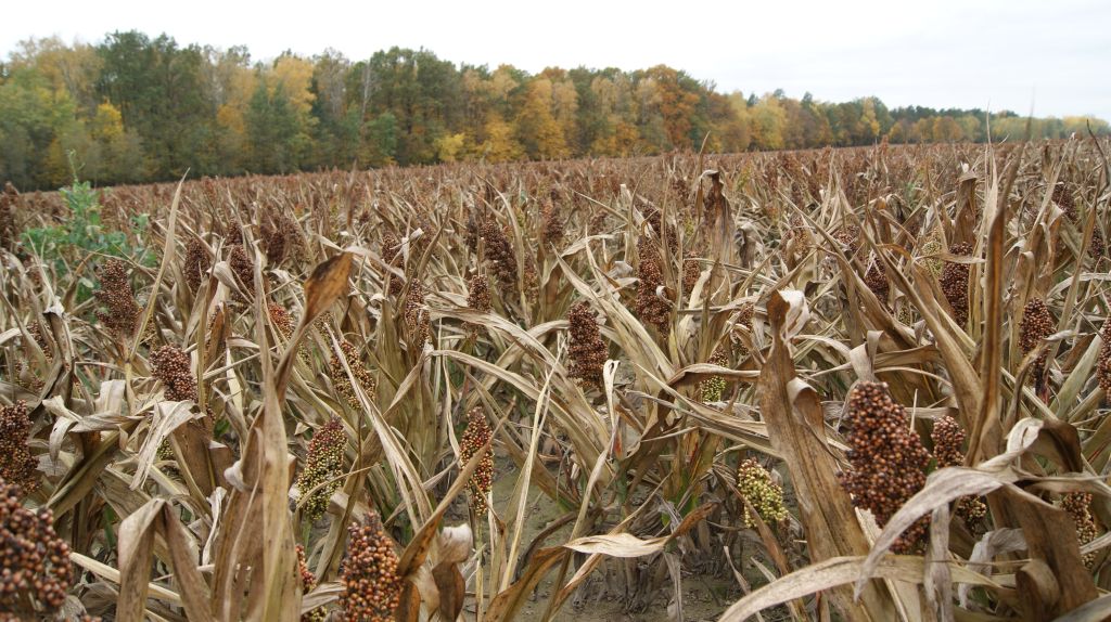 sorgo, zbiory sorga, ziarno sorga na paszę, zakiszanie sorga, płynne żywienie świń, uprawa sorga, tolerancja na suszę