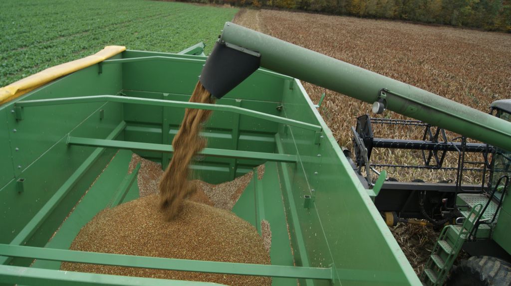sorgo, zbiory sorga, ziarno sorga na paszę, zakiszanie sorga, płynne żywienie świń, uprawa sorga, tolerancja na suszę