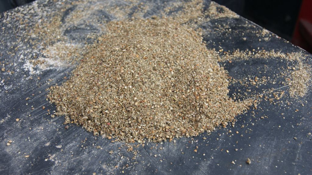 sorgo, zbiory sorga, ziarno sorga na paszę, zakiszanie sorga, płynne żywienie świń, uprawa sorga, tolerancja na suszę