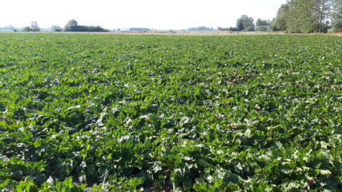 Cukrownia Glinojeck, umowa kontraktacyjna, Związek Plantatorów Buraka Cukrowego przy Cukrowni Glinojeck,