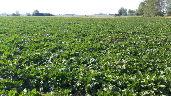 Cukrownia Glinojeck, umowa kontraktacyjna, Związek Plantatorów Buraka Cukrowego przy Cukrowni Glinojeck,