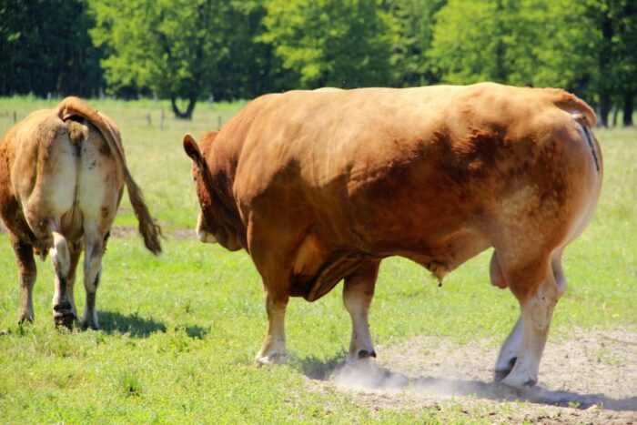 byk poturbował mężczyznę, Dziewierzewo, powiat nakielski, Bartosz Walkowia