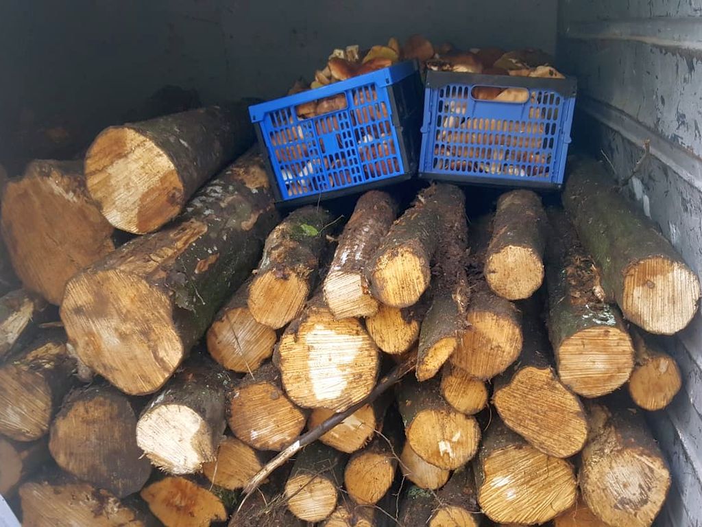 kradzież drewna, złodzieje drewna, podpalenia lasu, gmina brzeziny, pakoszówka