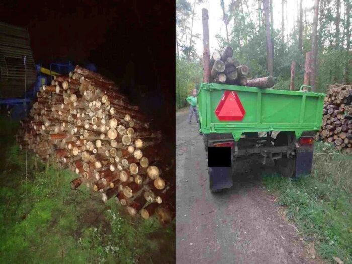 kradzież drewna, złodzieje drewna, lasy, policja, straż leśna, wielkopolska