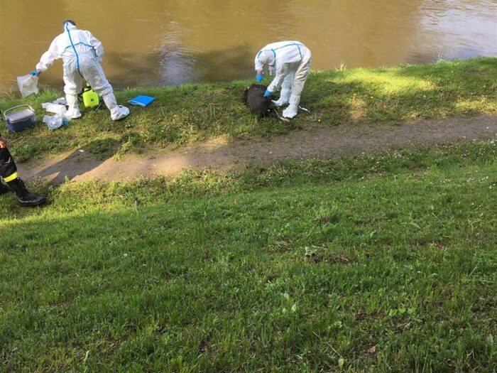 utylizacja padłych dzików, walka z asf w polsce, szymon giżyński, lekarze weterynarii