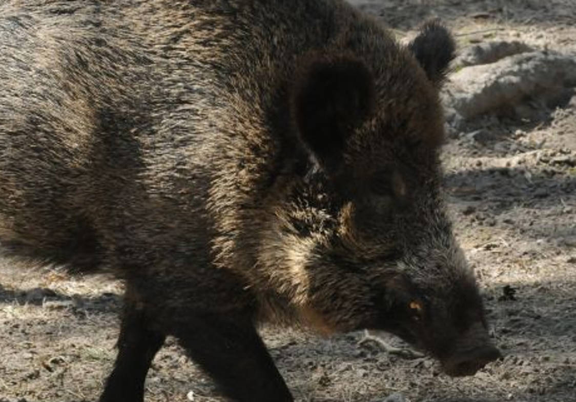 lasy państwowe, sklepy lasów państwowych, konrad tomaszewski, dziczyzna, jagody, grzyby, przetwory