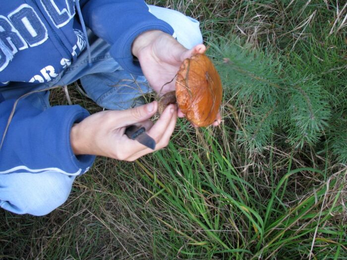 grzyby, grzybobranie, świętokrzyskie, Zbigniew Dąbrowski, Nadleśnictwa Skarżysko