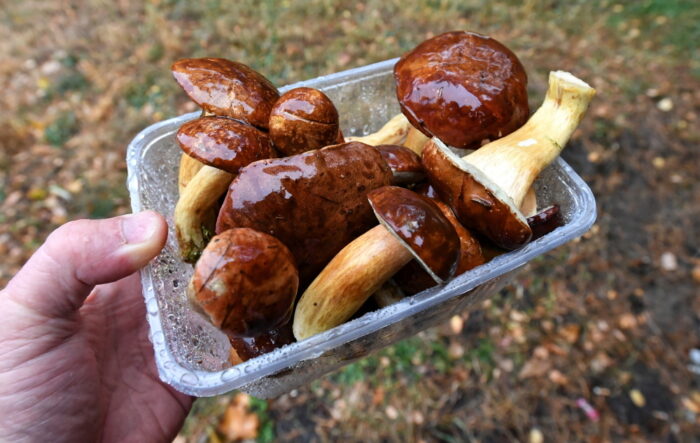 biologiczna ochrona roślin, grzyby pasożytnicze, nicienie grzybożerne, preparaty biologiczne, IOR-PIB