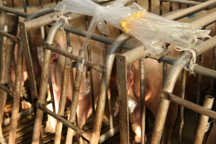 inseminacja, trzoda chlewna, maciory, nasienie