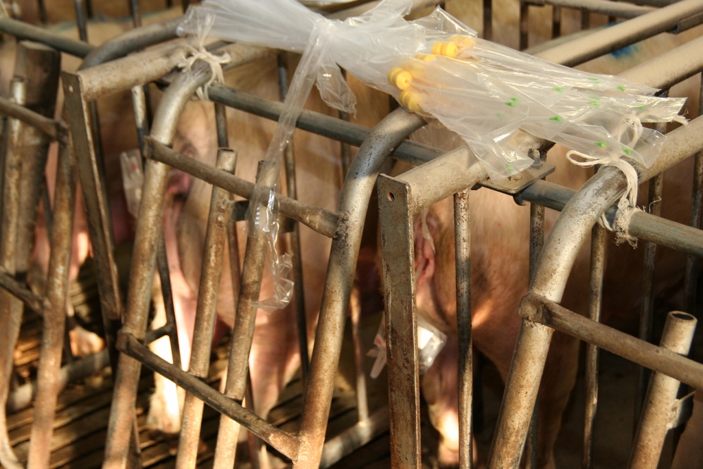 inseminacja, trzoda chlewna, maciory, nasienie